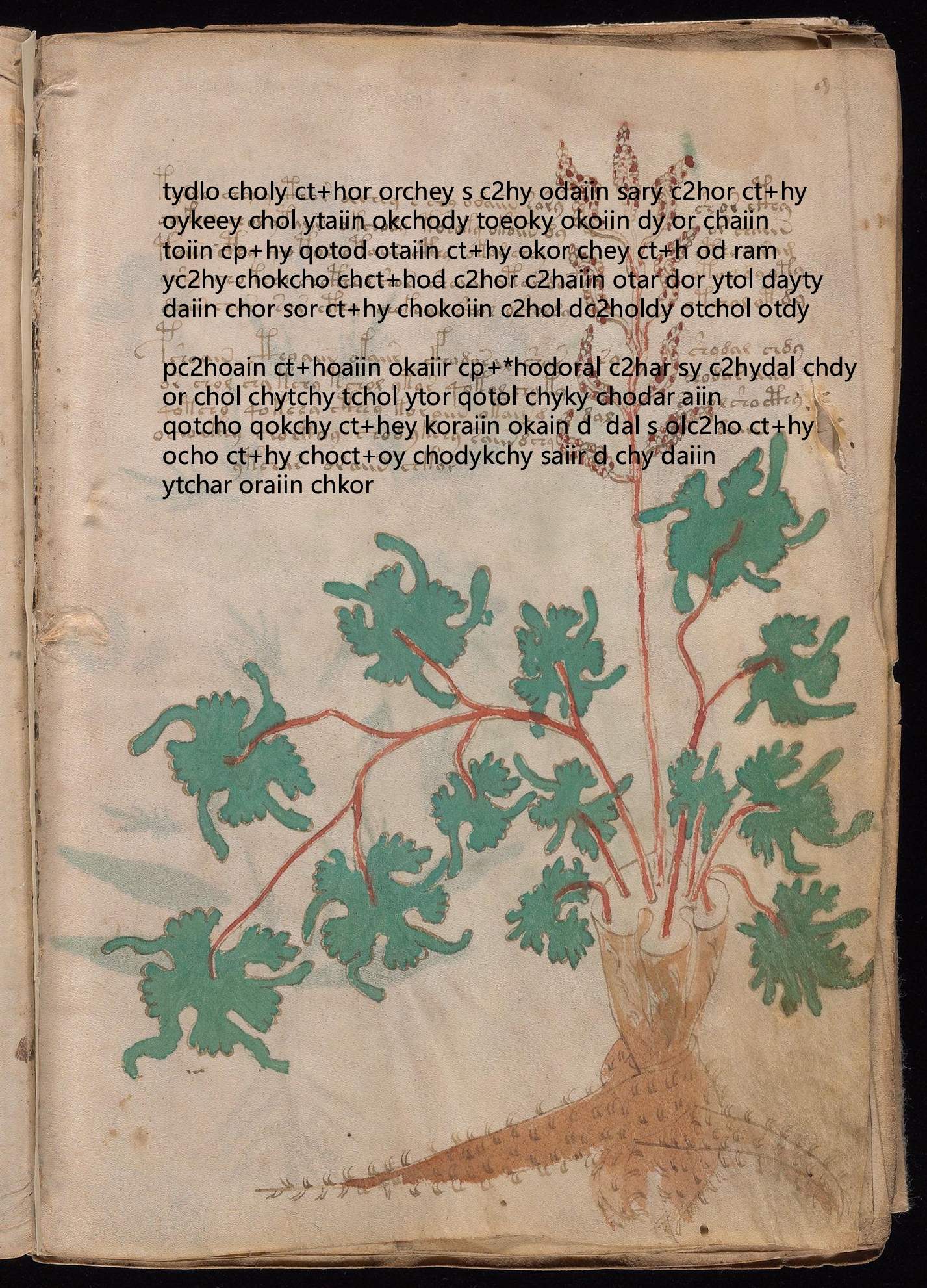 Folio 9r glyph overlay on parchment